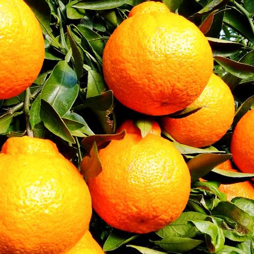 新品種》【家庭用】プリンセス 2kg 最強コラボの新品種(まどんな×甘平