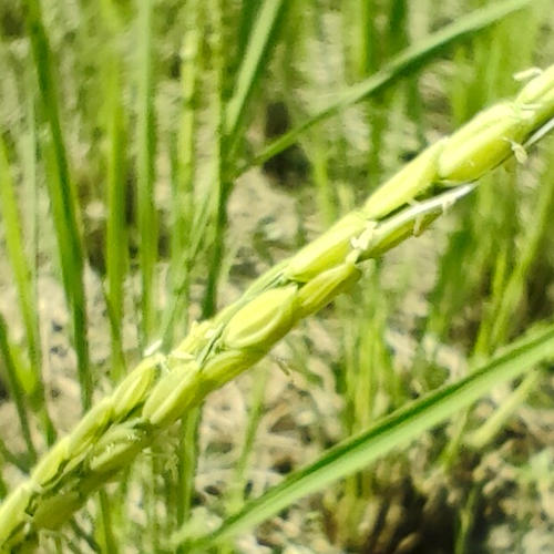 自然農法 コシヒカリ 5分つき10キロ 無肥料無農薬 山水で育てた自家