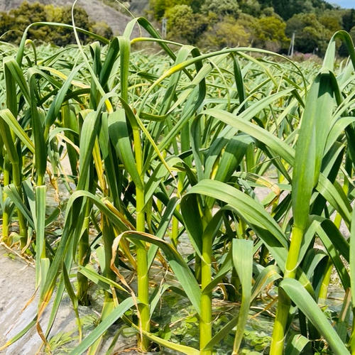 6☆新米　高田農園のこしひかり玄米24kg 16000円 全国送料無料☆ 野沢農産 5kg 玄米 お米 送料無料 コシヒカリ こしひかり 流るる 長野