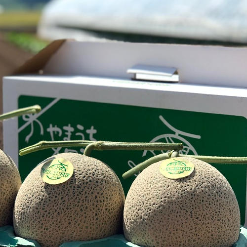 生落花生 おおまさりネオ 1kg クール便発送 | 野菜/その他野菜 産直