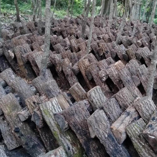 期間限定】原木なめこ 800g 〜森から育てた香る木の子〜 | 野菜/きのこ