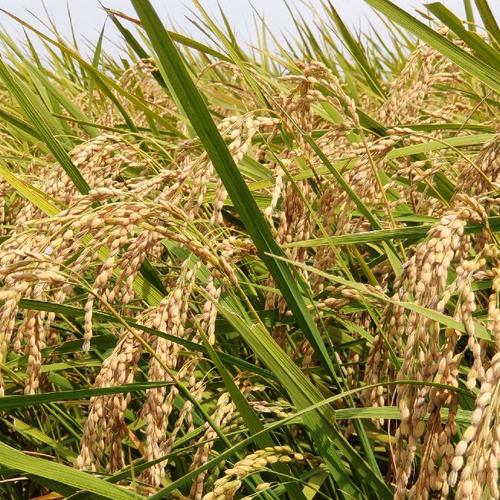 特別栽培米もち米【マンゲツモチ精米10kg】 令和6年産・有機・低農薬