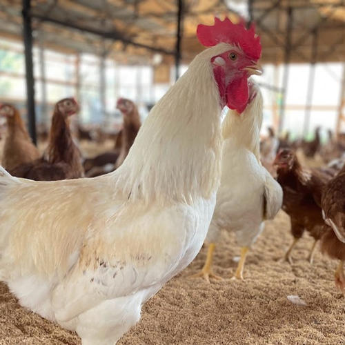 酵母・平飼いたまご30個×2箱】 | 卵/鶏卵 産直アウル 農家から直接野菜