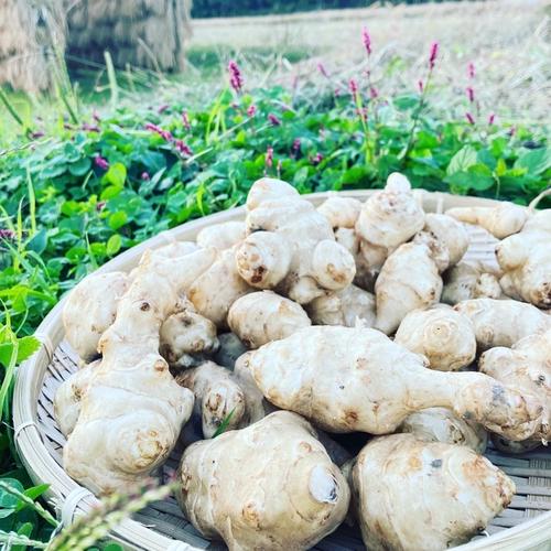 かゆくならないと評判！おおふくの里芋の親芋(頭芋)10キロ 無農薬無