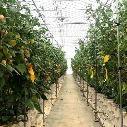 爽やかトロピカル🍊そのまま食べられるフローズンゴールデンベリー