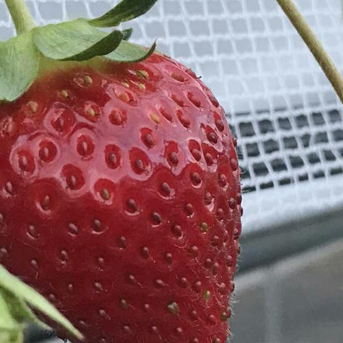 感謝お値下げ【減農薬】一箱 4パック 家庭用 いろいろなサイズ