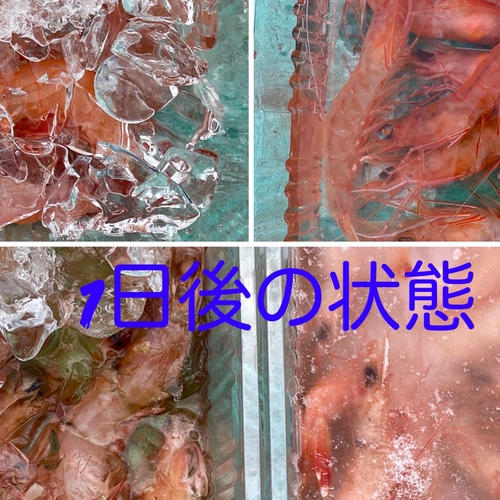 夏ギフト】戸田を代表する深海えびのセット(トロえび中小とガシャエビ