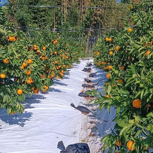 緑色のレモン『グリーン マイヤーレモン』【9.3kg】 | 果物/香酸柑橘