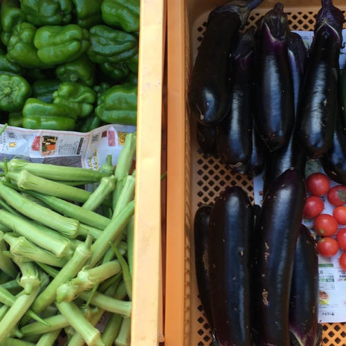 香川県産　たけのこ芋10キロ セール【自然栽培】9.3kgたけのこ芋(京芋) | 野菜/里いも 産直アウル