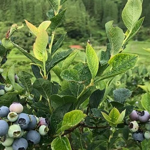 朝摘みブルーベリー（冷凍350g×3パック）農薬不使用 | 果物/ベリー類