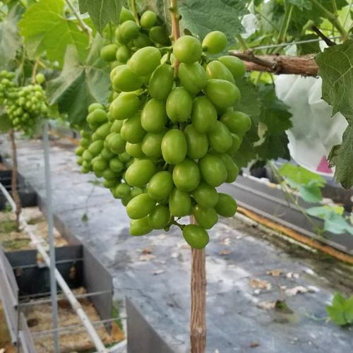 一箱 忍まるギフトBOX 約600g 葡萄 ぶどう 粒ぶどう お中元 ご褒美