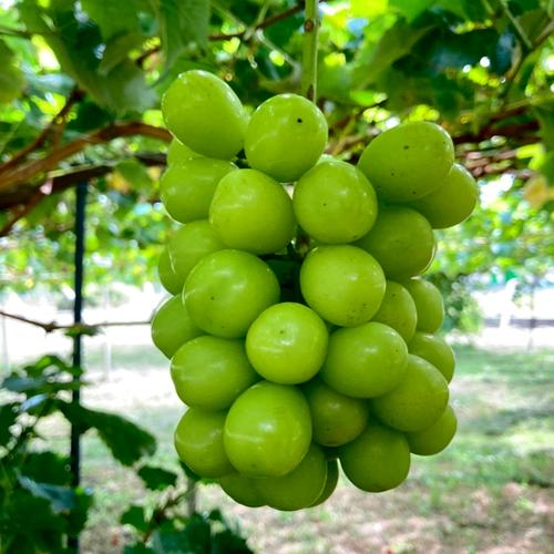 家庭用ブラックビート4kg×2 2025年【限定価格】ぶどう【ブラックビート】粒売りパック詰めご家庭用