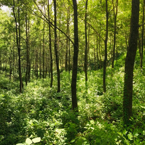 期間限定】原木なめこ 800g 〜森から育てた香る木の子〜 | 野菜/きのこ