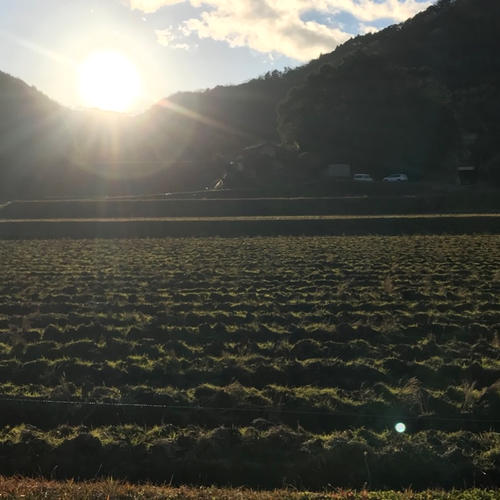 京都産 花山椒 ｜ その他/食用花 産直アウル 農家・漁師など生産者から