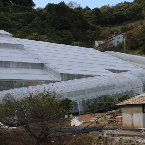 ハウス栽培‼️5kg家庭用恋まどんな‼️ ｜ 果物/オレンジ・その他みかん