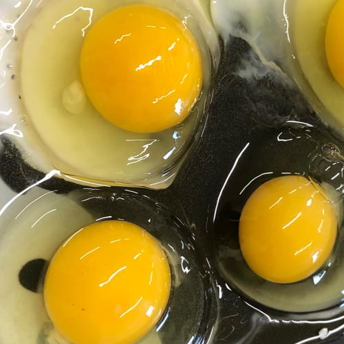 平飼い卵『大地の卵』終生飼養の卵10個×4パック(40個) | 卵/鶏卵 産直