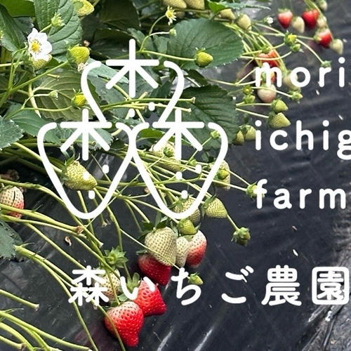 森いちご農園とちあいか -栃木県産- | 果物/いちご 産直アウル 農家