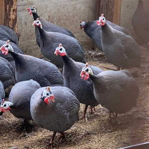 ホロホロ鳥【ホロホロ鳥種】卵5個+オマケ1個 ｜ 卵/その他卵 産直