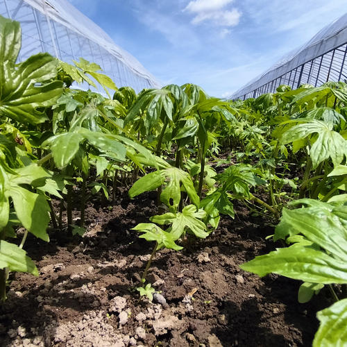 カリフラワーの野菜セット（4種類以上） | 野菜/野菜セット