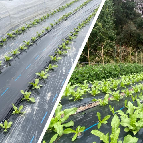 ちりめん赤紫蘇 太い枝なし葉っぱのみ ｜ 野菜/その他野菜 産直アウル