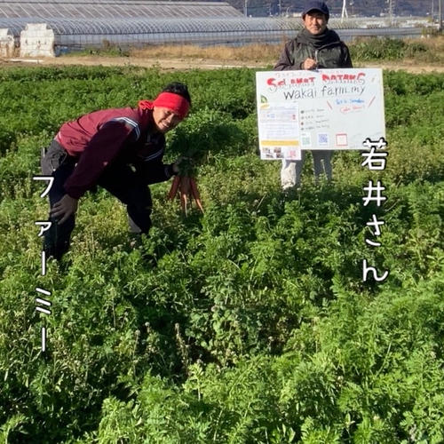 ワカイファーミーのキャッサバ芋😋🇮🇩 | 野菜/その他野菜 産直アウル
