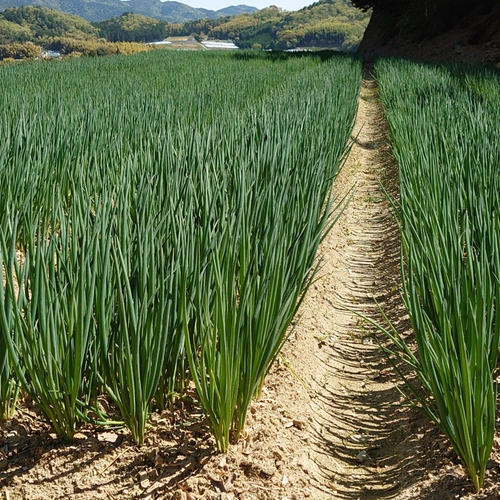 ミント様　京都山城産　朝掘り筍訳あり2kg 京都府山城産 朝掘りたけのこ／4kg | 西井米穀店 やましろもん