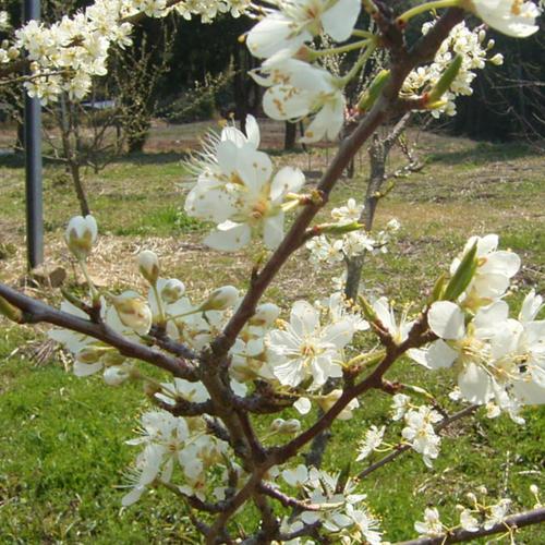 皮まで安心 無農薬で栽培している花柚子 1キロ | 果物/香酸柑橘(ライム