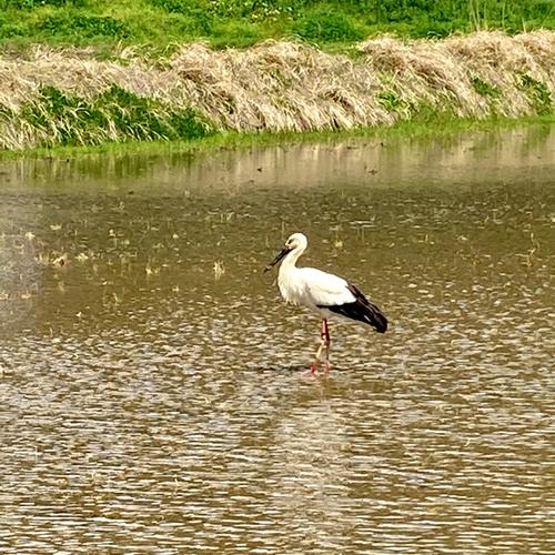 令和5年 京都【丹波産】インディカ 精米 -特別栽培米- “星かぐわ”20kg