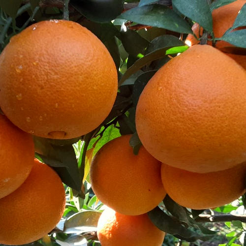 愛媛県産高級みかん甘平・マドンナジュースセット | 飲料/飲料セット