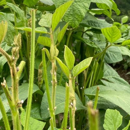 訳ありB級品！丹波篠山黒枝豆さや2kg(500g×4) | 野菜/豆類 産直アウル