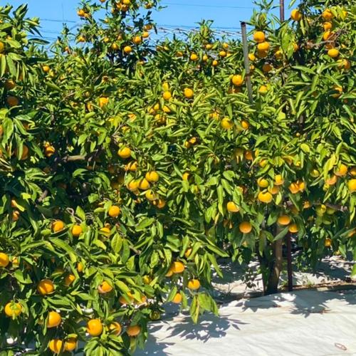 秀品・2Lサイズ・10㎏】和歌山有田産！早生みかん | 果物/温州みかん