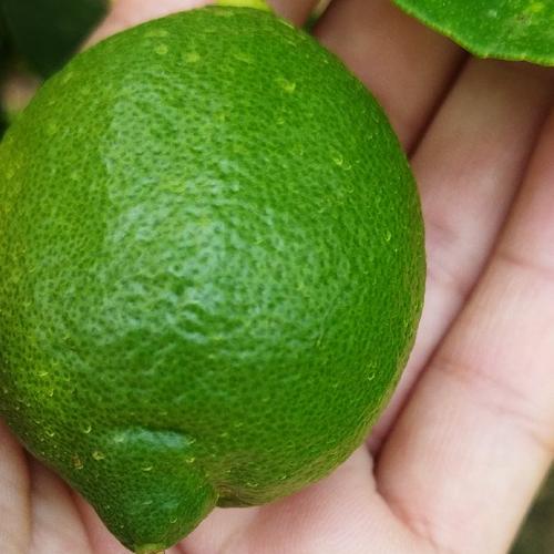 瀬戸田産ネーブルオレンジ | 果物/オレンジ・その他みかん 産直アウル