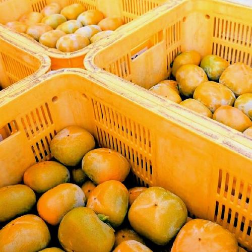 大きな江戸柿【送料500円引き】和歌山県産 吊るし柿用渋柿 | 果物/柿