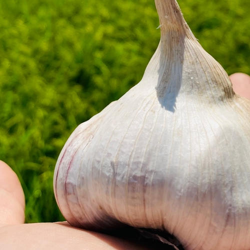 生にんにく 最上赤にんにく 最上伝承野菜 | 野菜/にんにく 産直アウル