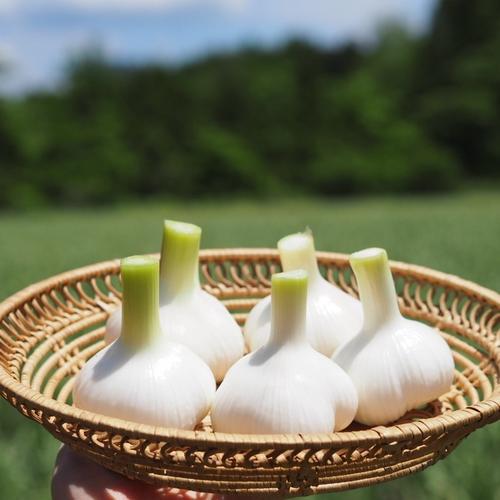 新鮮ニンニク 農薬不使用 採れたて　生にんにく　葉にんにく10kg にんにくの本場！田子町の「生にんにく」10kg【飲食店向け】 ｜ 野菜