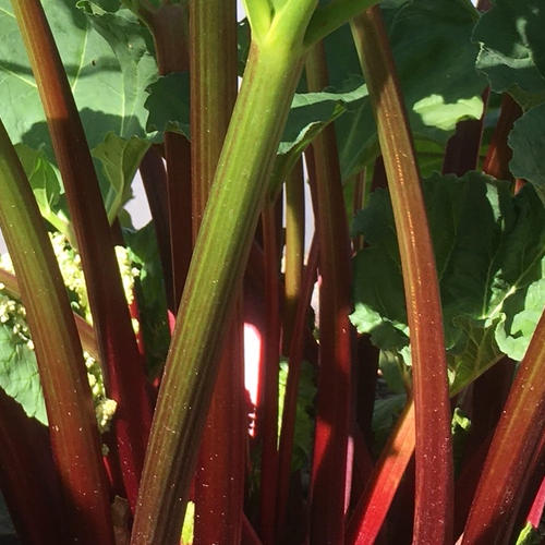 ねずみ大根(辛味大根)おろし・漬物専用 伝統野菜 | 野菜/大根 産直