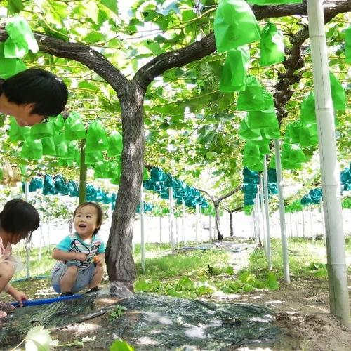 訳有り】マイハート2kg箱 | 果物/ぶどう 産直アウル 農家から直接野菜