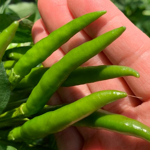ゆうパック送料一律発送】激辛！生青唐辛子 1kg | 野菜/スパイス 産直
