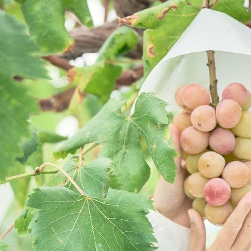 大注目品種】とっても甘〜い 赤い宝石！クインニーナ2房 | 果物/ぶどう