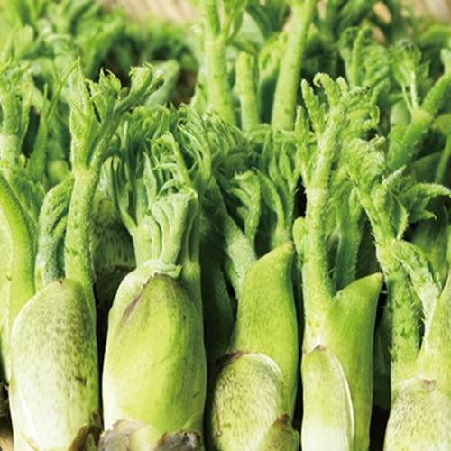 今が旬】産直直送 原木収穫 タラの芽 300g 宮城県産 貴重な頂芽