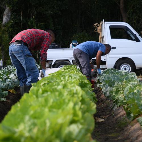 新鮮】年に1週間しか食べられない希少な有機生にんにく(5kg) ｜ 野菜
