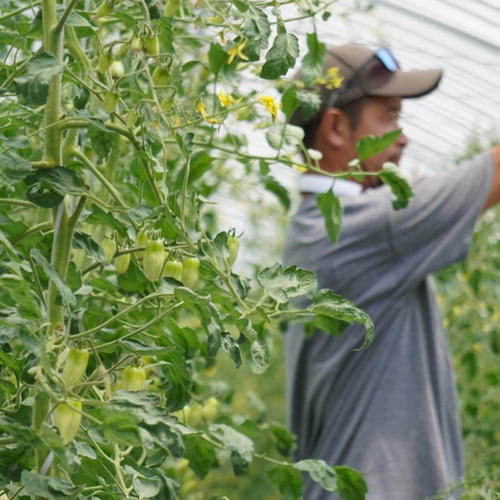 フラガールオランジェ 2kg ｜ 野菜/トマト 産直アウル 農家・漁師など
