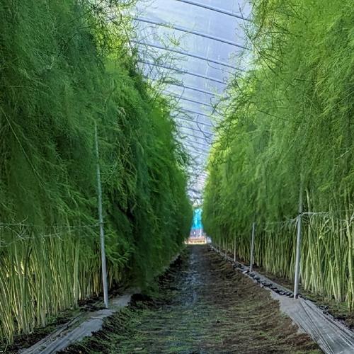 うえの農園の朝採りグリーンアスパラガス サイズ：L 500g ｜ 野菜