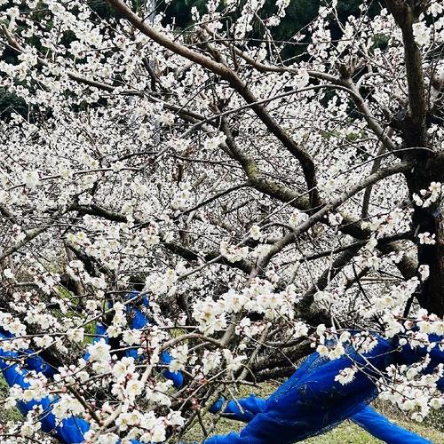 紀州南高梅 無添加ご家庭用 昔ながらの酸っぱいつぶれ梅干し ｜ 加工品