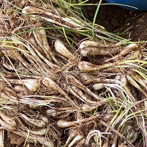 2025年収穫開始します😊🏝沖縄⛴伊江産で採れた👨‍🌾島らっきょう10kg