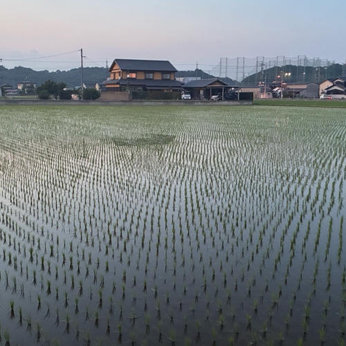 玄米10キロ】令和7年岡山県産アケボノ ｜ 米・穀物/玄米 産直アウル