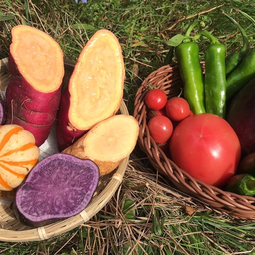 ハロウィンスイート4kg【漢方栽培】 | 野菜/さつまいも 産直アウル