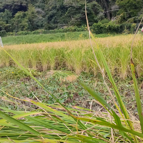 自然農法のコシヒカリ 玄米20キロ 無農薬無肥料 山水と豊かな土壌で
