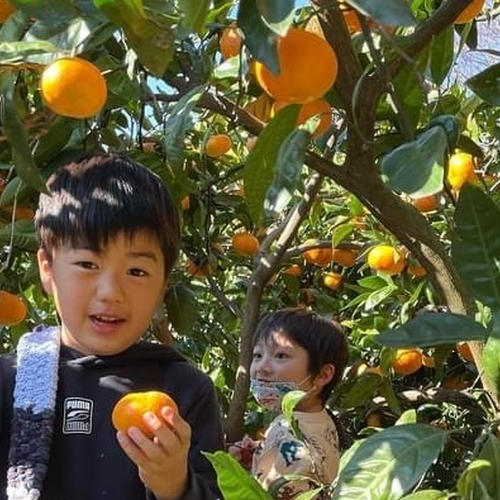 幻の味 興津びわ（田中ビワ）贈答用に優秀品 1週間限定販売 2Lサイズ