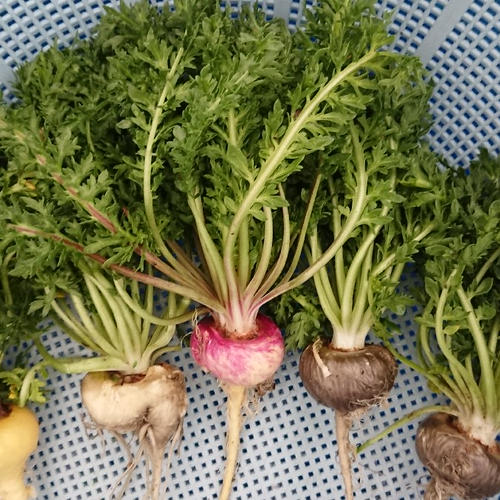 山梨マカ葉パウダー 30g | 野菜/野菜の加工品 産直アウル 農家から直接